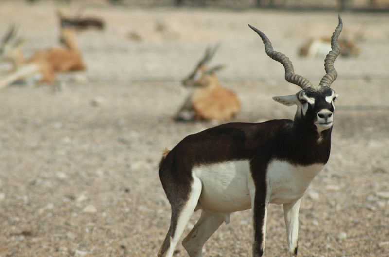 The male gazelle looks curiously on