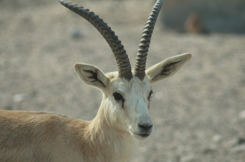 One of the female gazelles