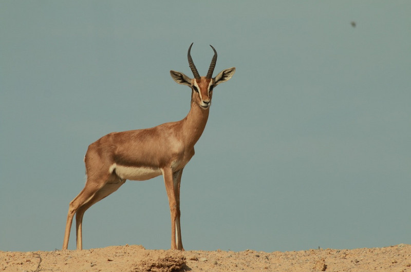 A lone antelope on Sir Bani Yas Island