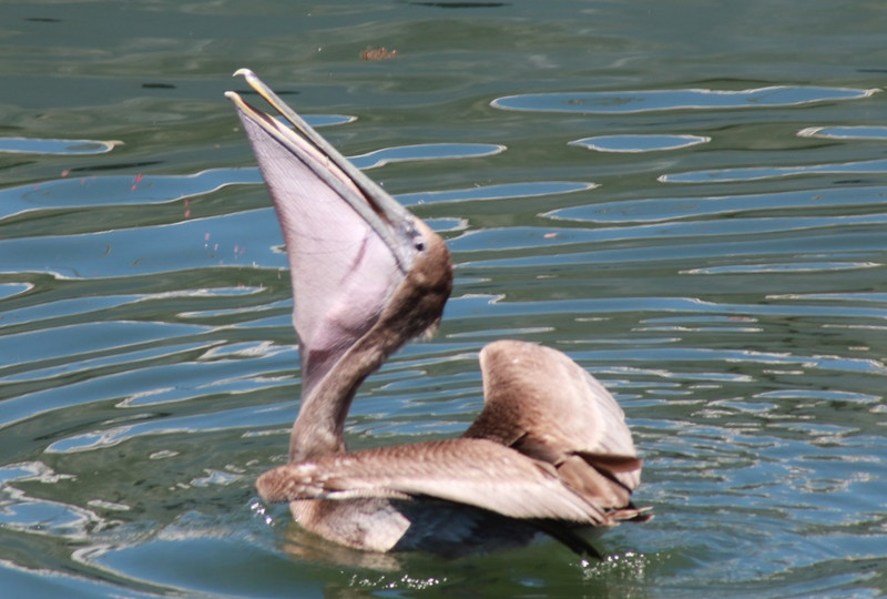 A pelican seconds after a successful catch!!
