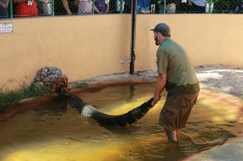 Tails of alligator wrestling!!