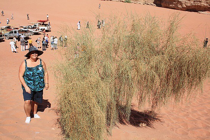 Roisin and her Wadi Rhum bush (not burning!)