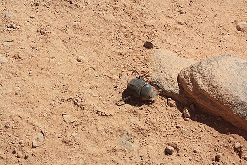 A dung beelt in Wadi Rhum (minus the dung!!)