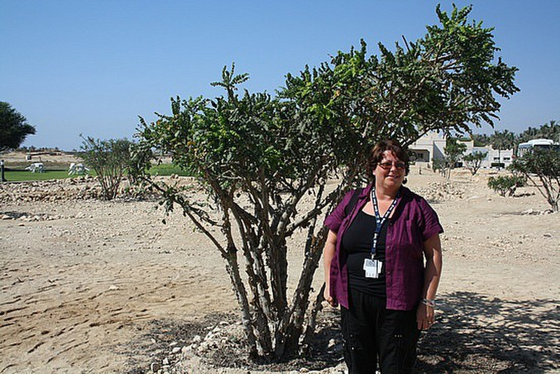 Roisin and a Frankensence tree, Oman