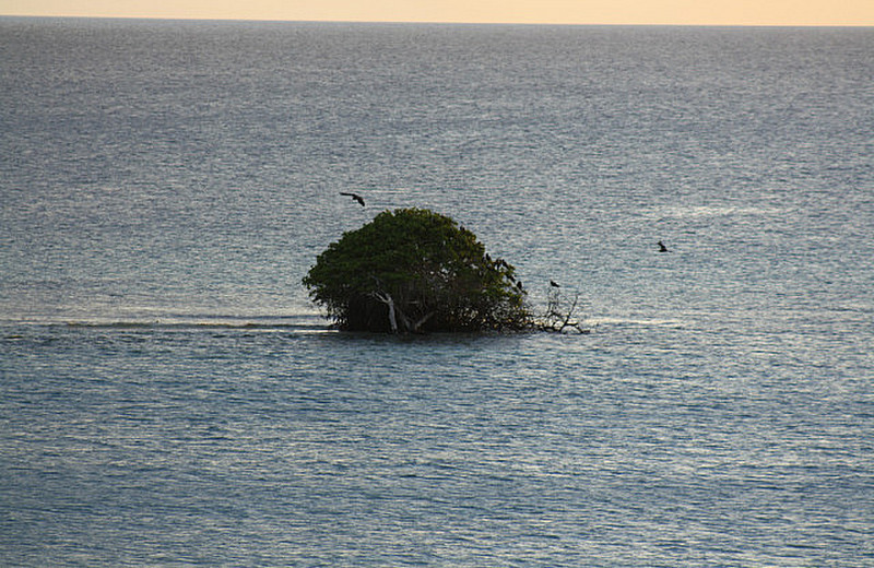 A divi-divi tree taken root in the coral off Aruba
