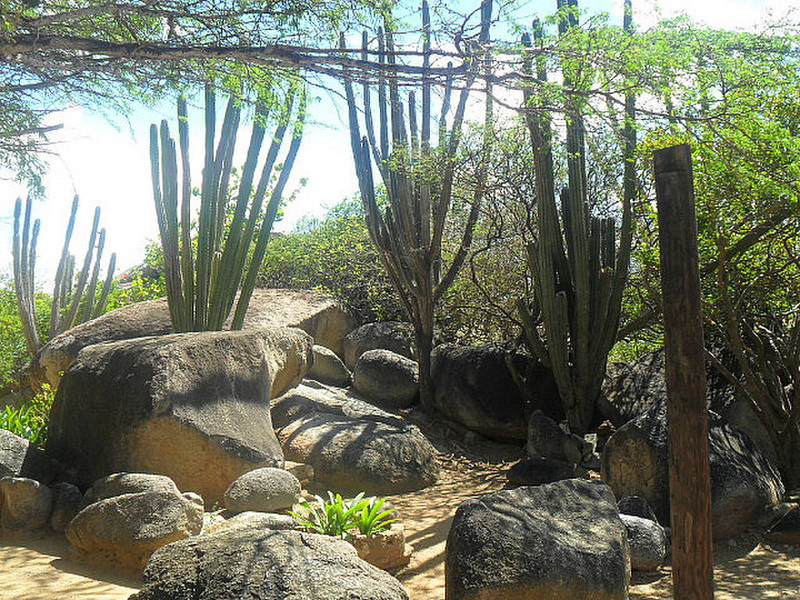 The cactii at Casabari rocks