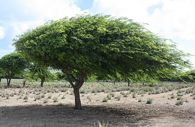 The divi-divi tree, Aruba