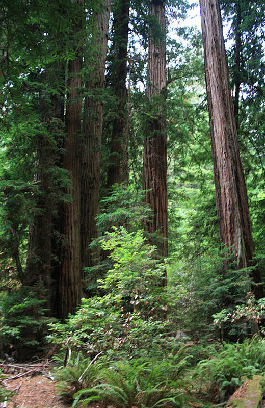 The sequoia trees in Muir Woods