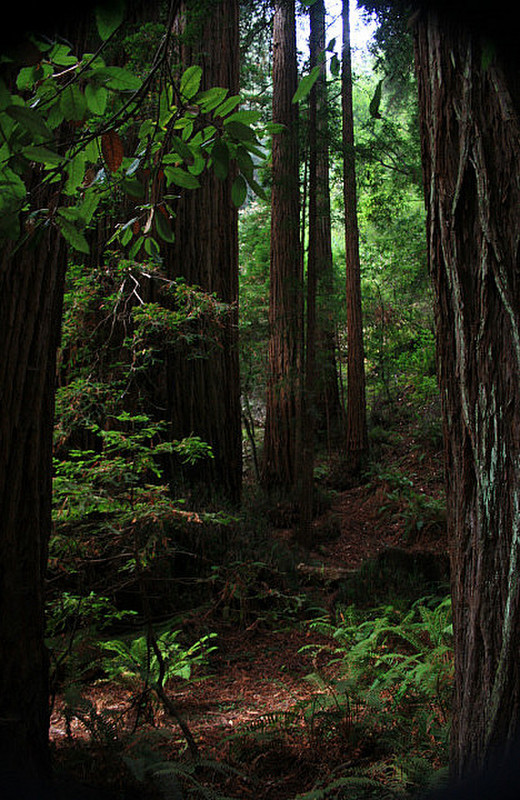 Deeper in to the woods, Muir Woods!!