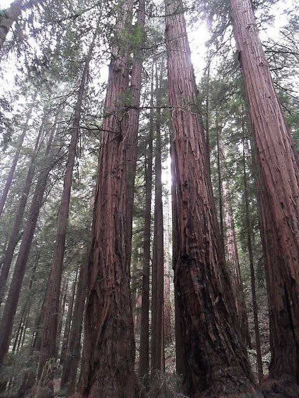 Pretty redwoods all in a row!