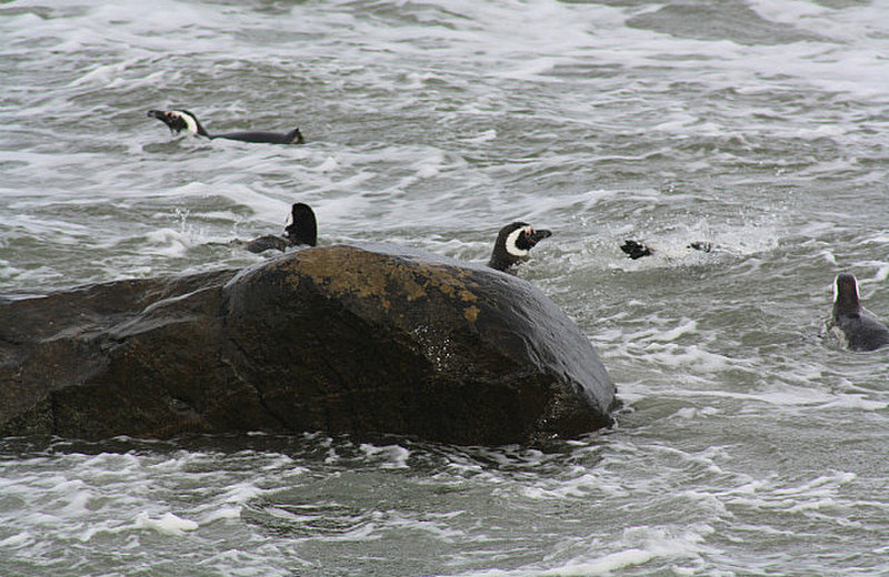 Penguins having fun in Punta Arenas