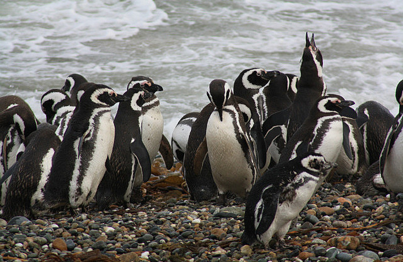 A colony of Magellan penguins