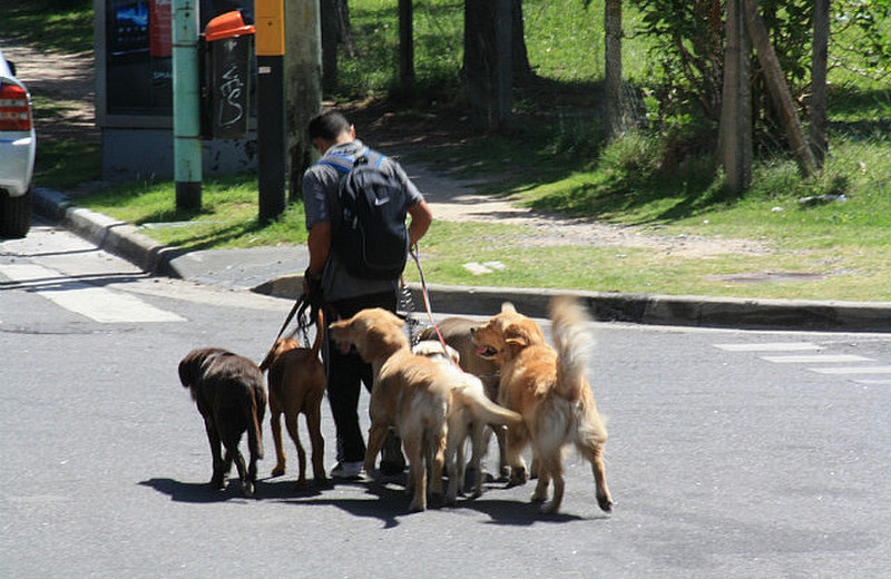 Organised dog walks in Buenos Aires