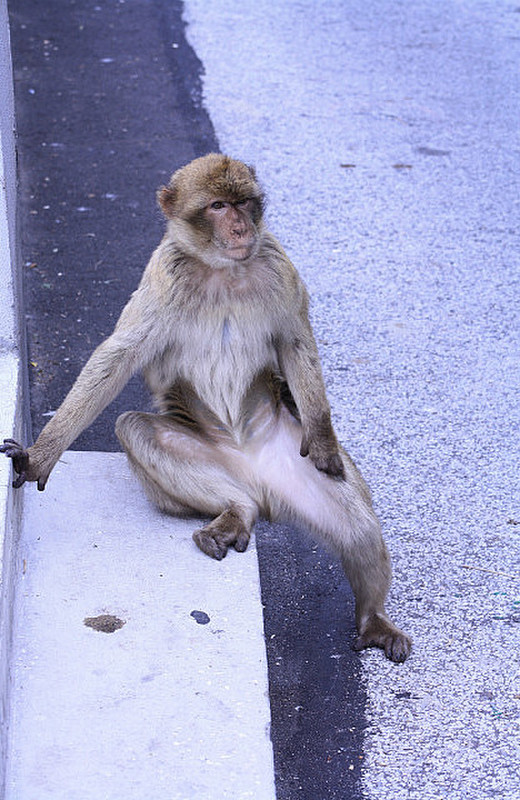 Barbary ape having a stretch!