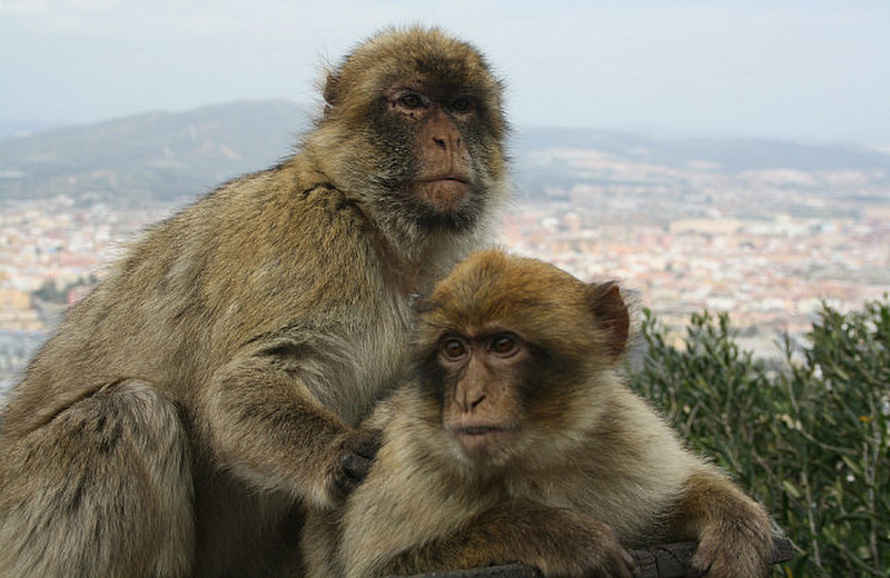 2 Barbary apes posing for the camera