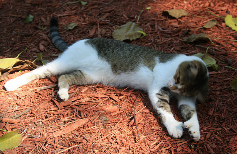 A Polydactyl six toed cat