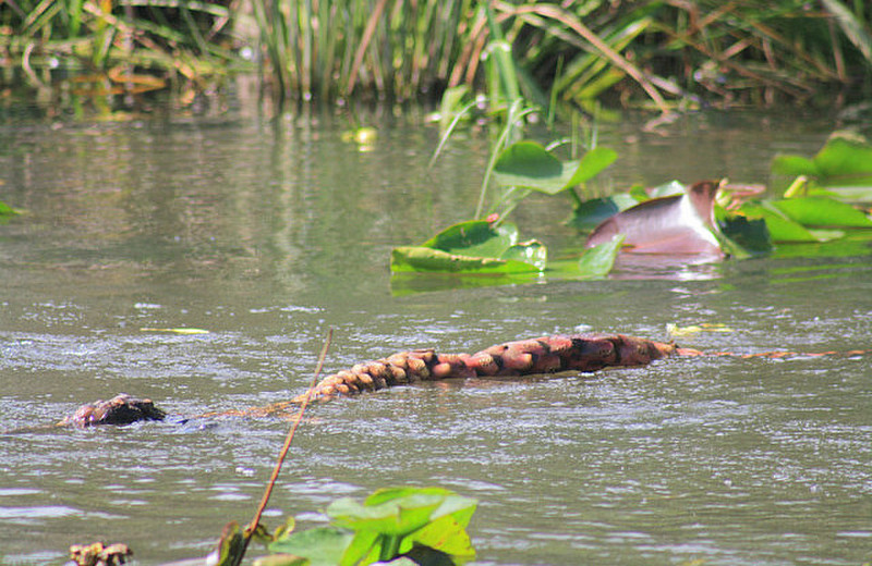 My first sighting of a Gator....a log!!!