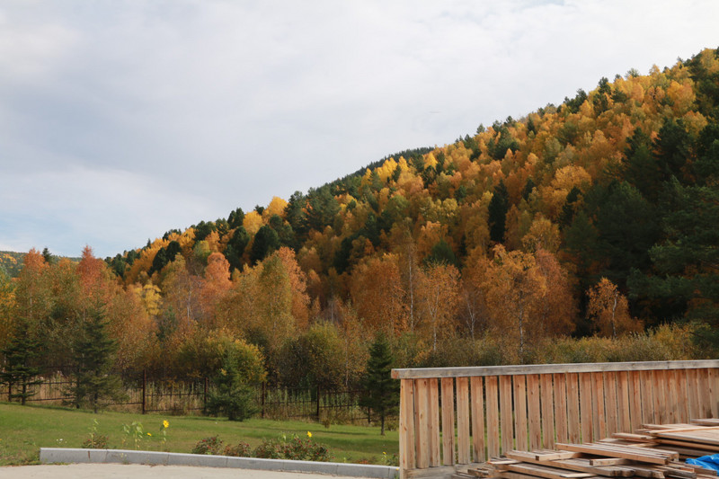Autumn leaves in Eastern Siberia