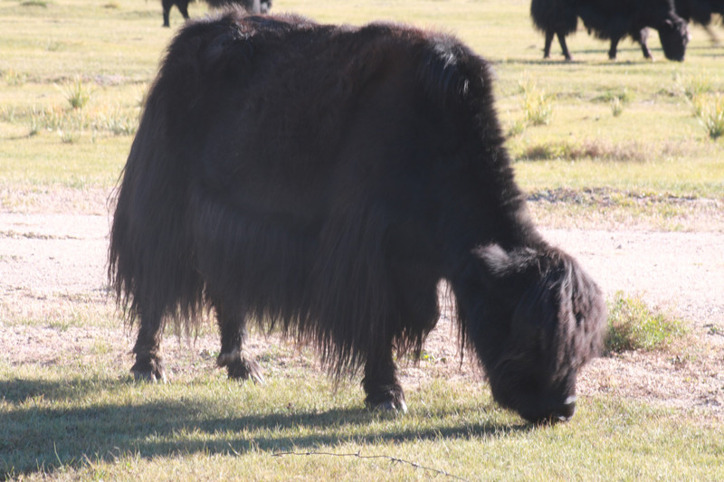 A wild yak of the Mogolian mountains