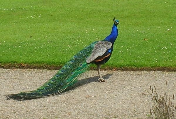 CH Peacock