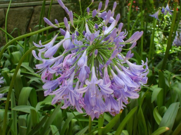 Bellagio 15- purple flower