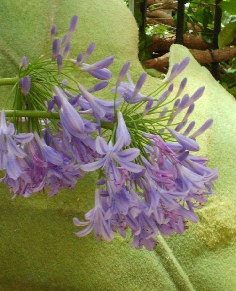 Bellagio 19- purple flower
