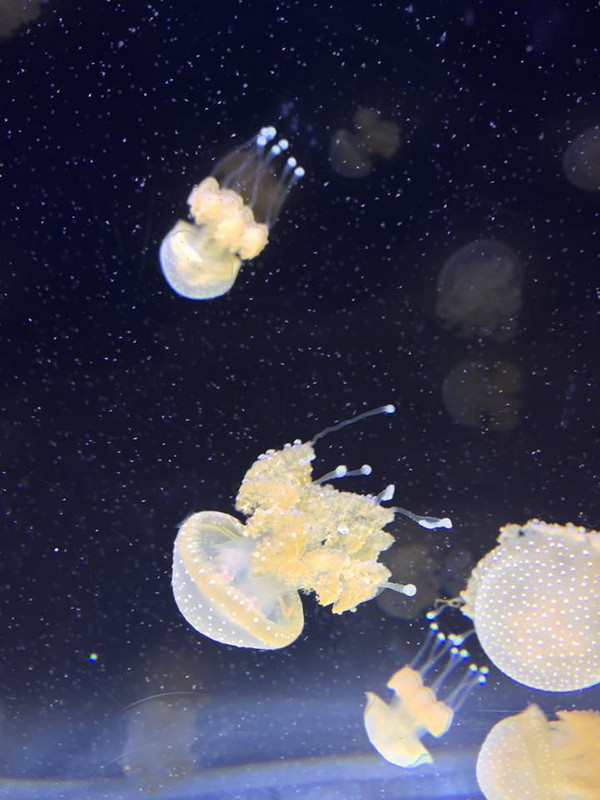 Jellies at Baltimore National Aquarium
