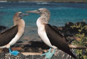 Blue-footed-boobies-246x166