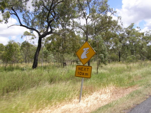 koala's..  beware!