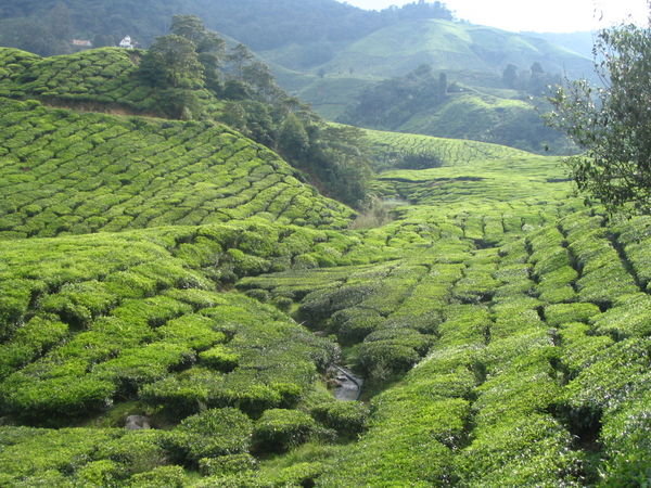 Boh Tea Plantations
