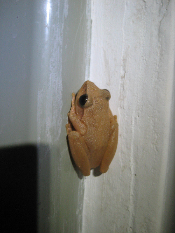 Toilet frog