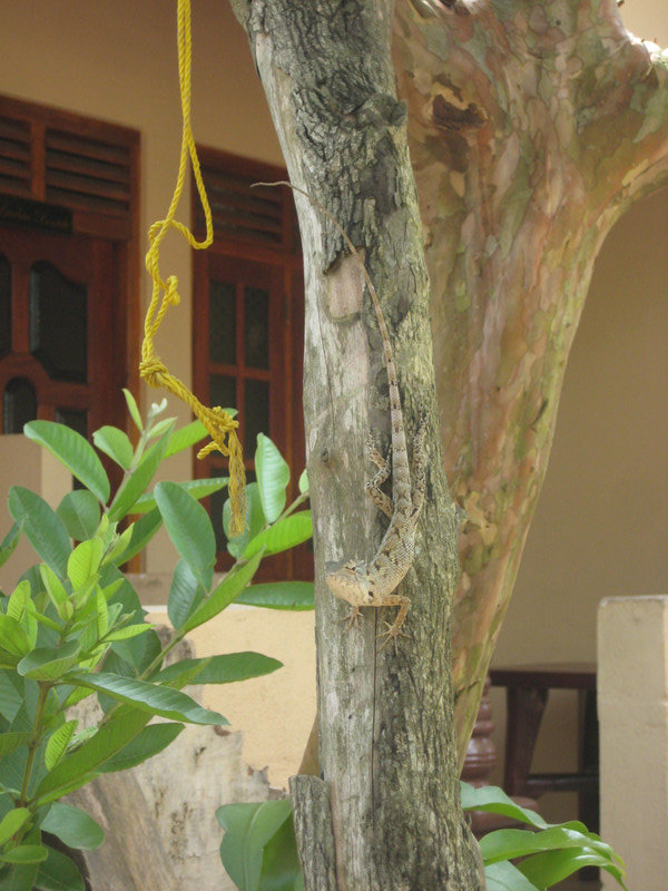 Lizard hiding on a tree