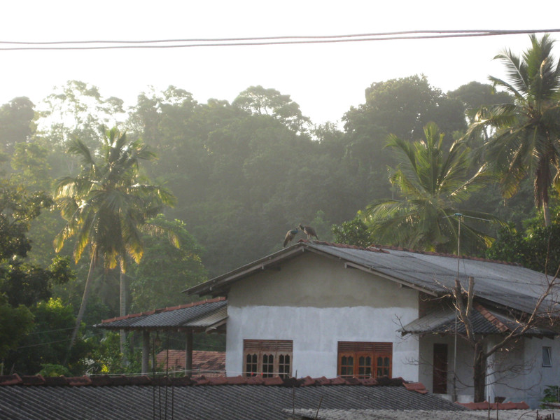 Peacocks at dawn