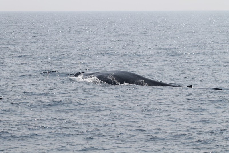 Blue Whale Back | Photo
