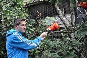 Feeding the Parrots