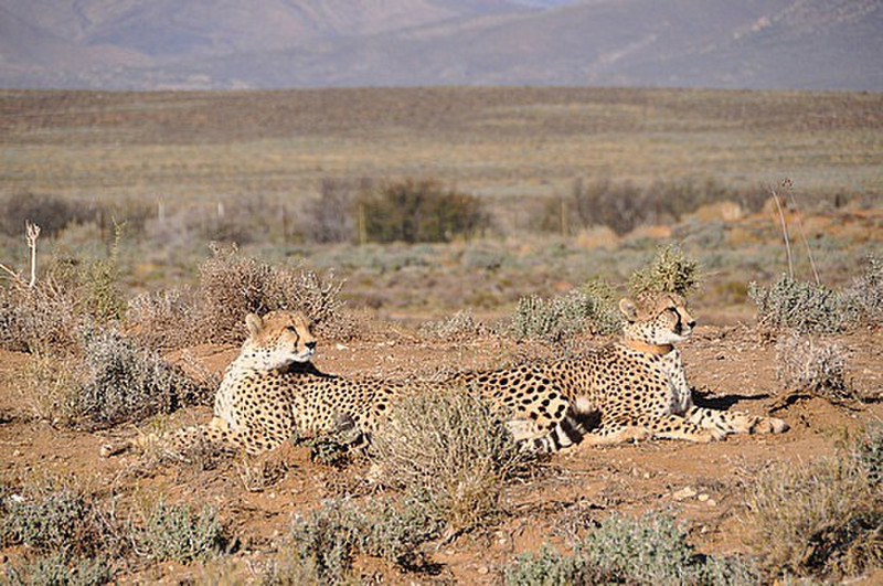 Duo of Cheetah