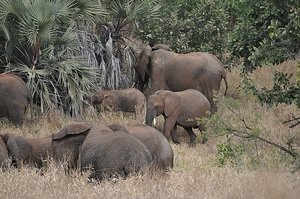 Elephant breeding herd