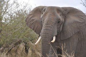 Elephant Spots Us