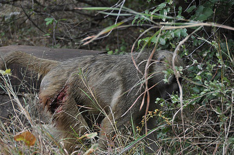 Wounded Baboon