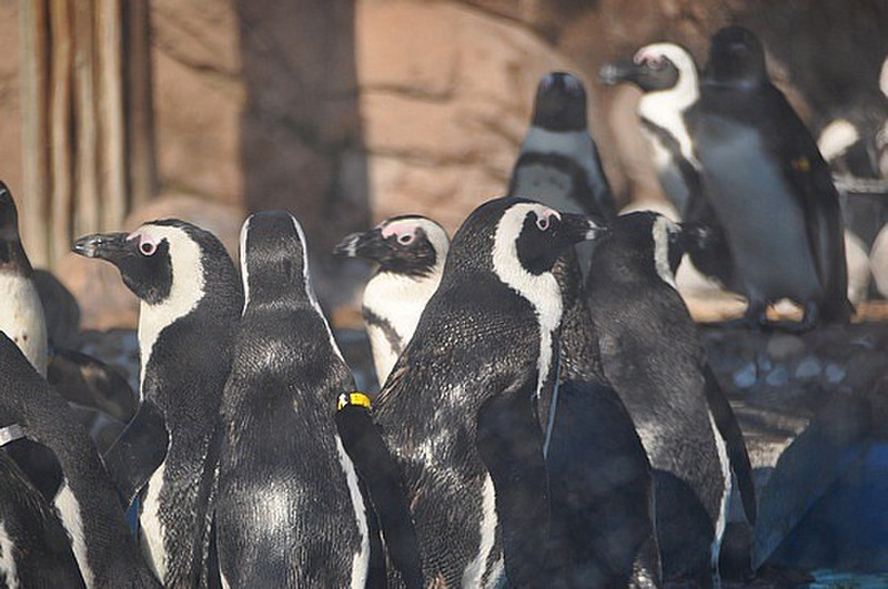 Multi Penguins