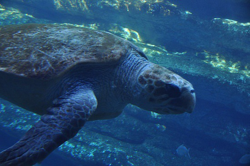 Great Sea Turtle