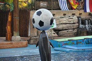 Soccer Dolphin
