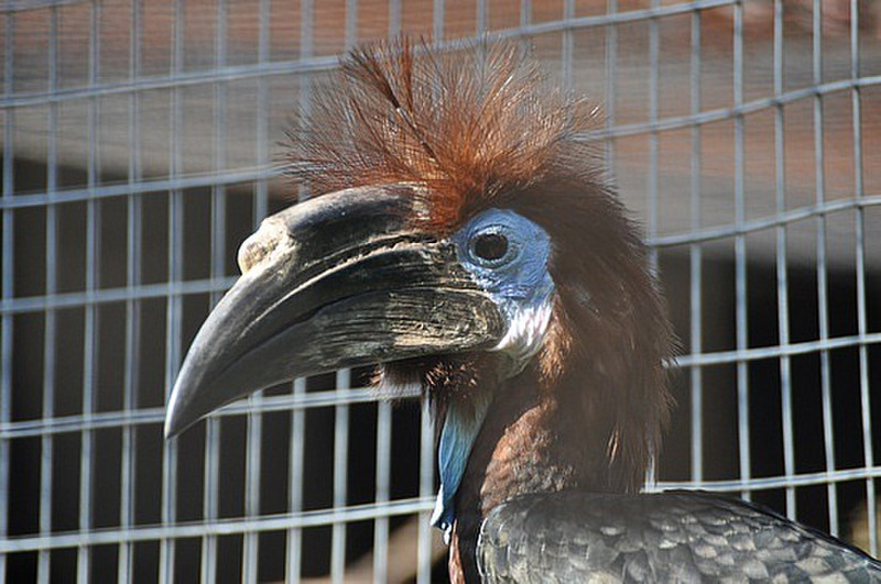 Hornbill Haircut