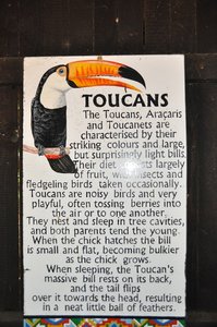 About Toucans