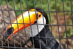 Toucan cage