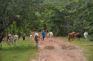 Village Cattle