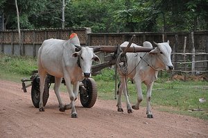 Cattle Cart