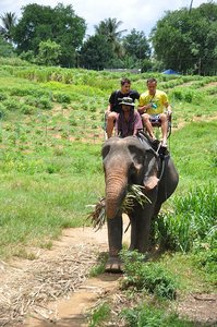 Elephant Riding