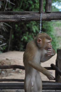 Monkey Attempts to hang himself?