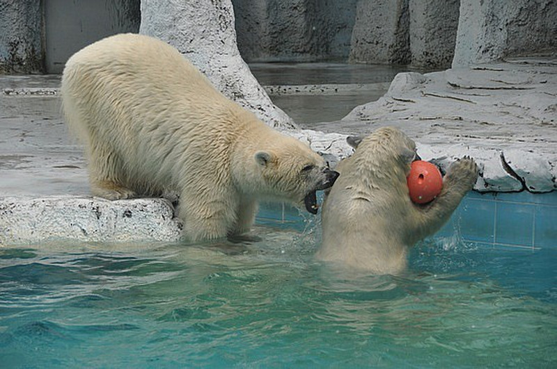 Polar Bears playing Ball